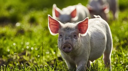 Hvordan lever de økologiske grise?
